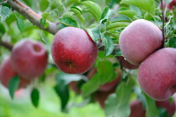 Red apples grow on tree in the orchard