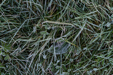 Close-up of grass leaves covered with frost early in the morning.
