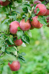 Red apples grow on tree in the orchard