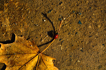 ladybug on automn leaf, insect close up
