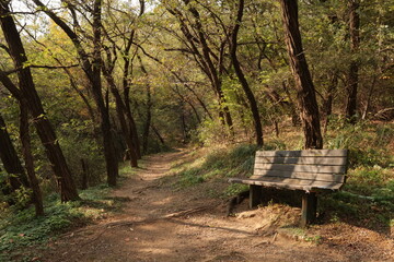Trees in Autumn Mountain in Korea