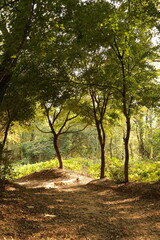 Naklejka premium Trees in Autumn Mountain in Korea
