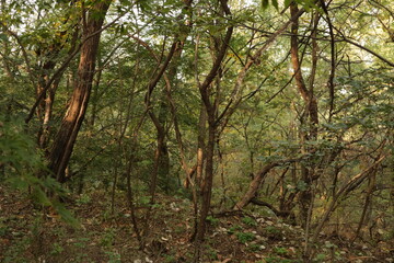 Trees in Autumn Mountain in Korea