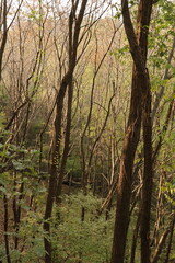 Trees in Autumn Mountain in Korea