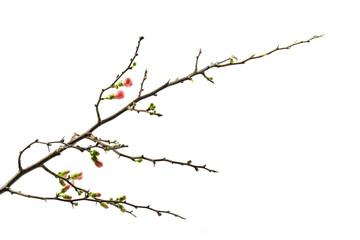 Quince branch with first pink and green buds, beautiful precursor to spring time, isolated on a...
