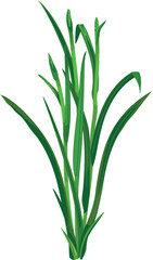 Naklejka premium Stage panicle initiation of a rice plant (Oryza sativa) isolated on white background.