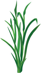 Naklejka premium Bush of green grass isolated on white background.