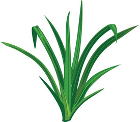 Fototapeta premium Bush of green grass isolated on white background.