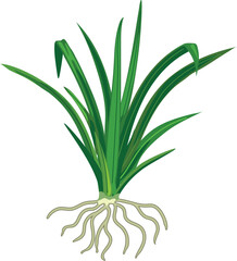 Fototapeta premium Bush of green grass wiyh roots isolated on white background.