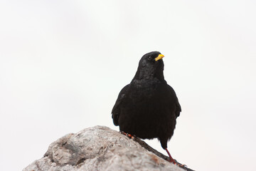 Alpine chough (Pyrrhocorax graculus) perched on a rock, mountain bird with glossy black plumage and bright yellow bill.