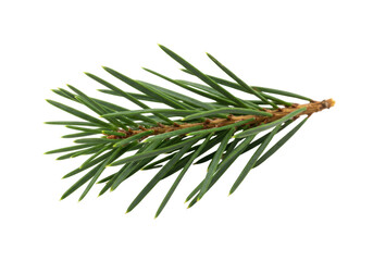 Isolated spruce branch with needles of green color on a transparent background for design