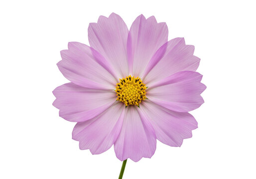 Isolated vibrant pink Cosmos flower head against a clear backdrop perfect for your project
