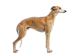 Isolated greyhound dog, tan fur with dark stripes, side view looking right, healthy and sleek