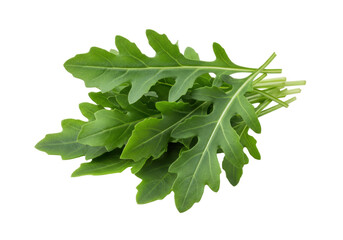 Isolated bunch of fresh green arugula, peppery flavor ingredient for salads and cooking recipes