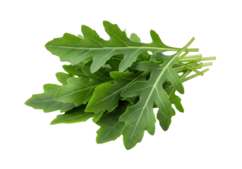 Isolated bunch of fresh green arugula, peppery flavor ingredient for salads and cooking recipes