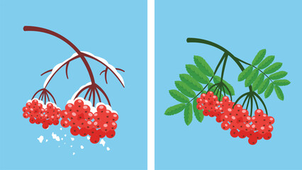 Red rowan berries on a branch. Vector illustration in flat style