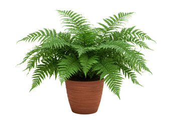Isolated fern plant in flowerpot, natural green foliage, beautiful indoor decorative plant © Trym