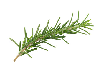 Isolated sprig of fresh culinary rosemary herb, fragrant ingredient for cooking and flavoring