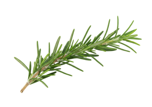 Isolated sprig of fresh culinary rosemary herb, fragrant ingredient for cooking and flavoring