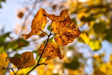 The colors of autumn in Bozdag beautify nature