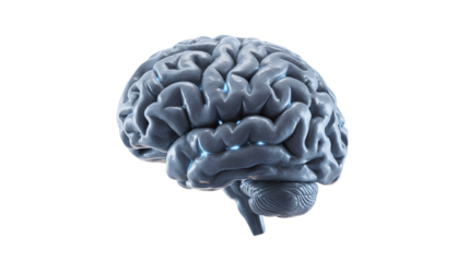 Detailed 3d rendering of a human brain showing intricate neural pathways and cerebral cortex isolated on transparent background