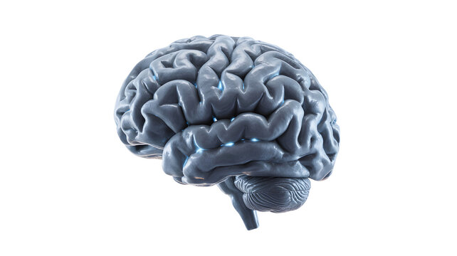 Detailed 3d rendering of a human brain showing intricate neural pathways and cerebral cortex isolated on transparent background