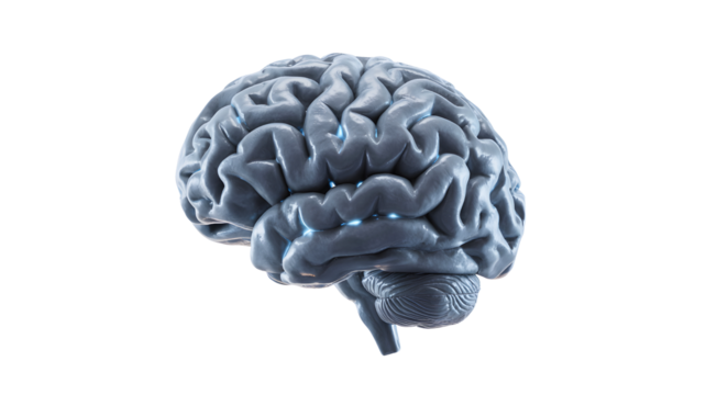 Detailed 3d rendering of a human brain showing intricate neural pathways and cerebral cortex isolated on transparent background