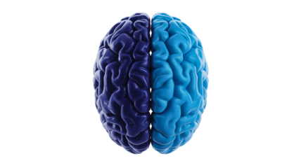Top view of a stylized human brain divided into two distinct color halves isolated on transparent background
