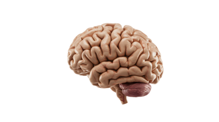 Detailed anatomical illustration of a human brain with cerebellum and brainstem isolated on transparent background
