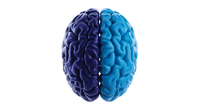 Top view of a stylized human brain divided into two distinct color halves isolated on transparent background
