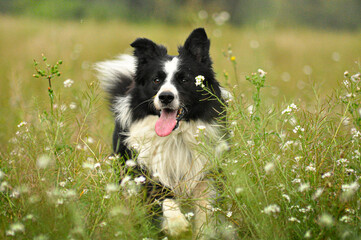 Perro Border collie con la lengua fuera feliz por un prado en la naturaleza