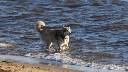 A happy Siberian Husky or Alaskan Malamute dog running and playing freely on a sunny sandy beach with grass and water, tongue out
