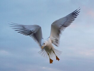 The seagull is showing off its power.  This is what real focus means.