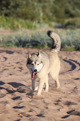 A happy Siberian Husky or Alaskan Malamute dog running and playing freely on a sunny sandy beach with grass and water, tongue out