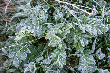 Frosted Clover Leaves in Morning Light
