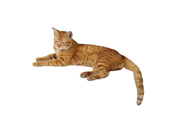 Close-up of a comfortable orange tabby cat lying down isolated on a transparent background png file.