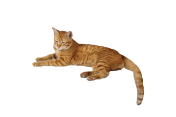 Close-up of a comfortable orange tabby cat lying down isolated on a transparent background png file.