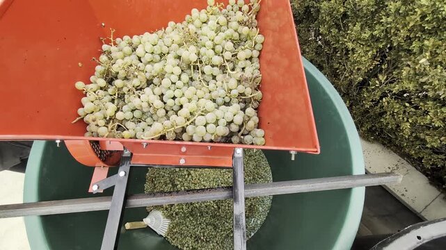 grapes in processing, closeup of grape clusters moving through chute under bright workshop lighting