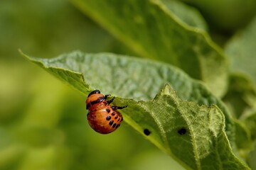 Fototapeta premium Colorado potato beatle Leptinotarsa decemlineata beetles and larvas on potato leaves