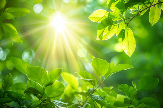 Zielone liście oświetlone promieniami słońca w lesie &ndash; natura, ekologia i wiosenna świeżość w pełnym świetle