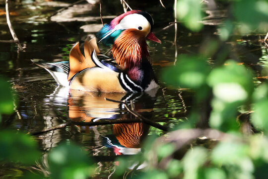 Mandarin duck swimming in reflective pond