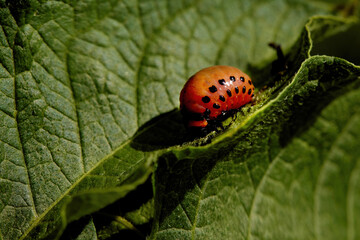 Colorado potato beatle Leptinotarsa decemlineata beetles and larvas on potato leaves