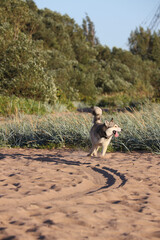 A happy Siberian Husky or Alaskan Malamute dog running and playing freely on a sunny sandy beach with grass and water, tongue out