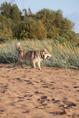 A happy Siberian Husky or Alaskan Malamute dog running and playing freely on a sunny sandy beach with grass and water, tongue out