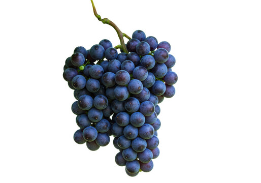 Isolated cluster of fresh red grapes on vine, healthy fruit for a healthy diet, ripe
