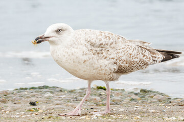 Fressende Silbermöwe am Ostseestrand