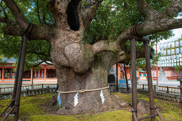 風浪宮のご神木（白鷺の楠）