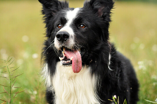 Cara de border collie feliz con la lengua fuera en la naturaleza