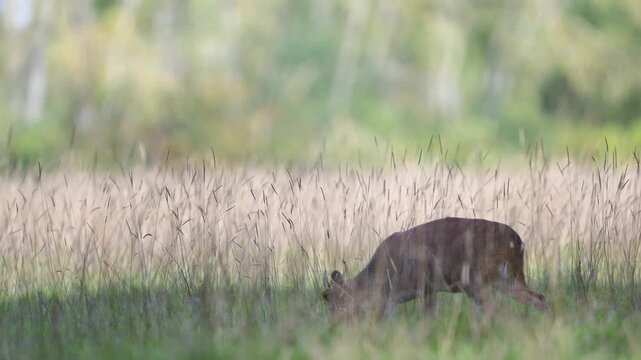 Indian muntjac eating grass while walking on a plain. Muntiacus muntjak, R&eacute;serve zoologique de la Haute-Touche, Azay le Ferron, Indre 36, r&eacute;gion Centre Val de Loire, France, European Union, Europe