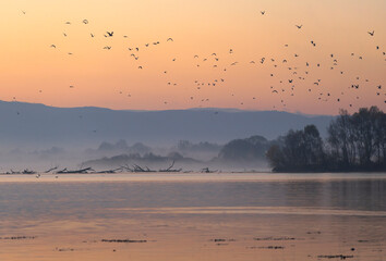 jesienny poranek, starorzecze rzeki Wisły. Wisła Mała. Polska © mycatherina